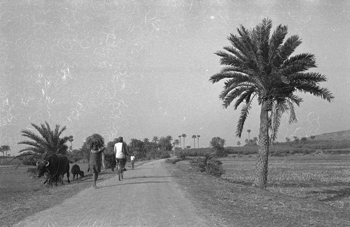 People and buffalo walking down a dusty country road between fields and tall palm trees.